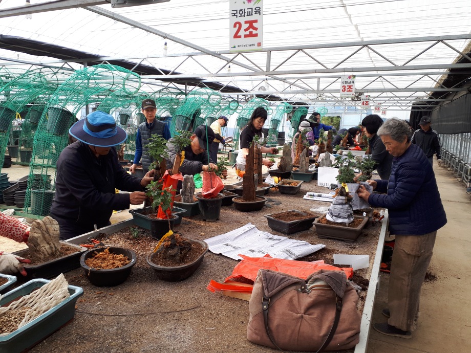 예산군, 관상국화 재배기술교육 국화분재 정식 시작 이미지