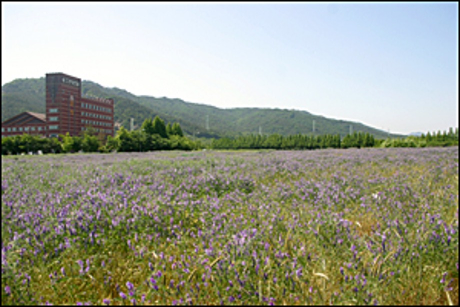 덕산 온천 주변에 녹비작물 헤어리베치가 관광객 눈길을 사로 잡아 이미지