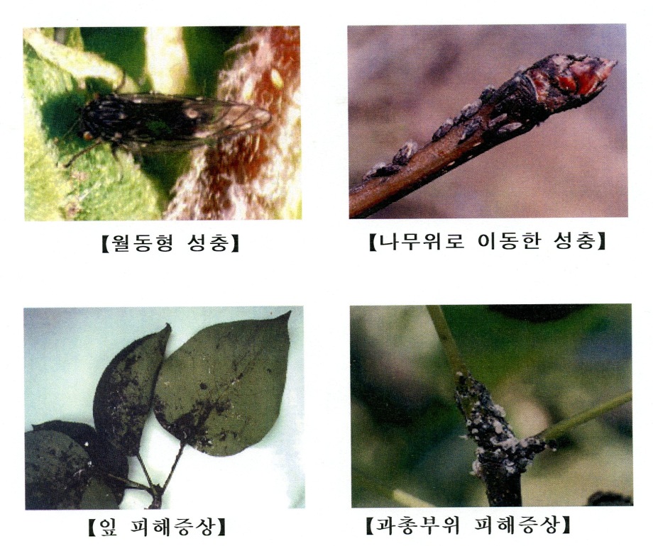 예산군친환경배연구회 꼬마배나무이 동시방제 이미지