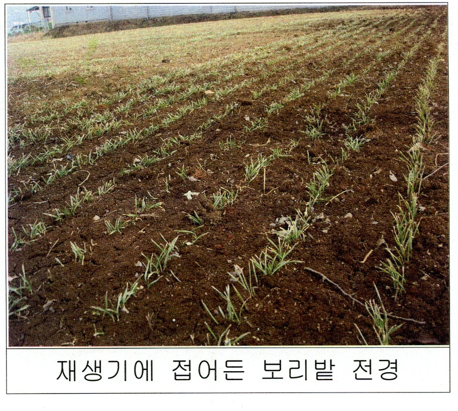 해빙기 월동작물 관리로 농가 소득증대 UP 이미지