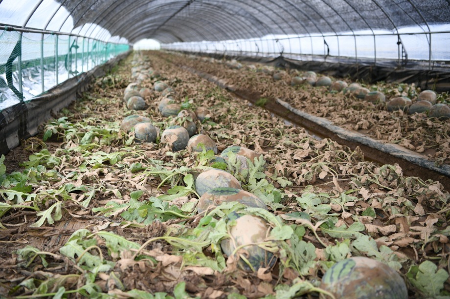 예산군, "특별재난지역 지정 선포해달라" 목소리 거세져 이미지