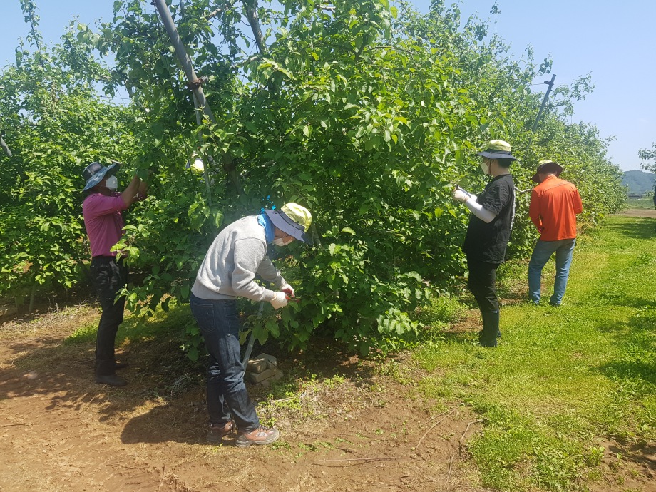 예산군, 코로나19 극복 위한 농촌 일손 돕기로 ‘구슬땀’ 이미지