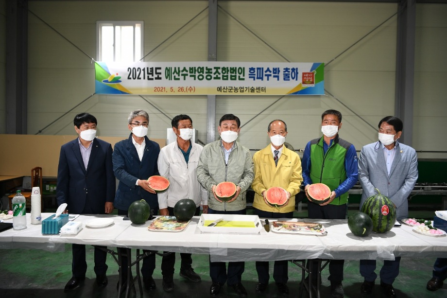 예산군, 1∼2인 가구 겨냥 ‘소형 흑피수박’ 본격 출하! 이미지