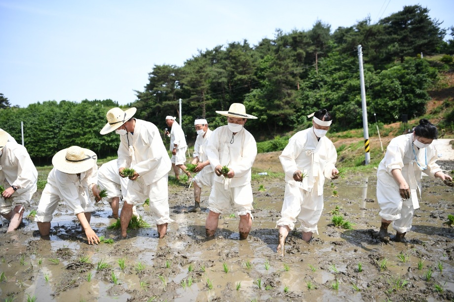 예산군, 전통농업체험 ‘예농천하(禮農天下)’ 모내기 행사 개최 이미지