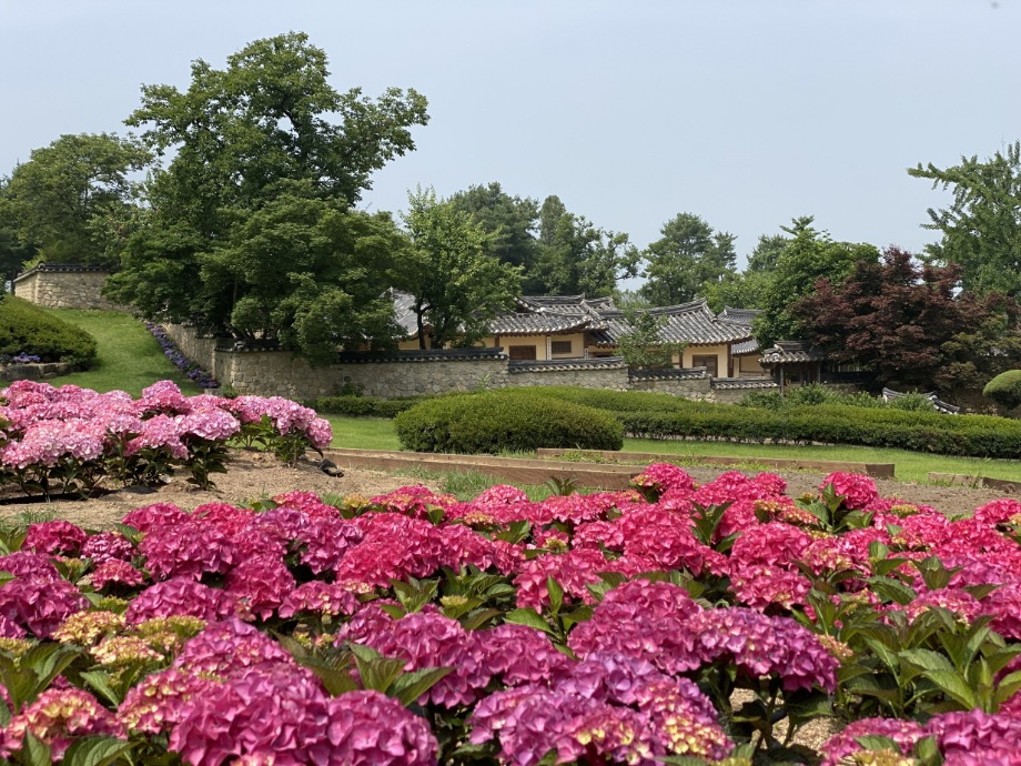 예산군 추사고택, 수국 향기 어우러진 고택의 아름다움 뽐내 이미지