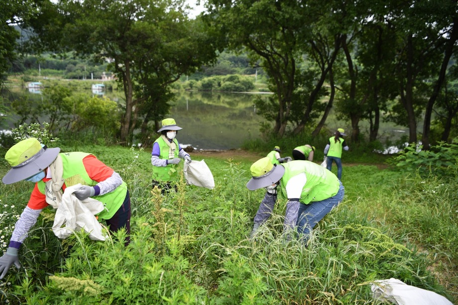 예산군, 생태교란식물 가시박 퇴치 작업 총력! 이미지