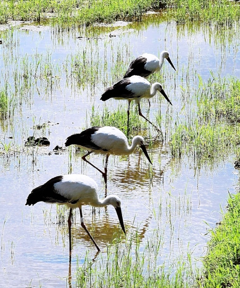예산군 대술면 궐곡리 출생 ‘황새 오남매’ 야생에서 완벽 적응! 이미지