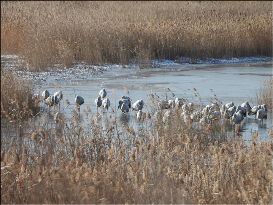 예산군, 천연기념물 황새 전국동시모니터링 실시 이미지