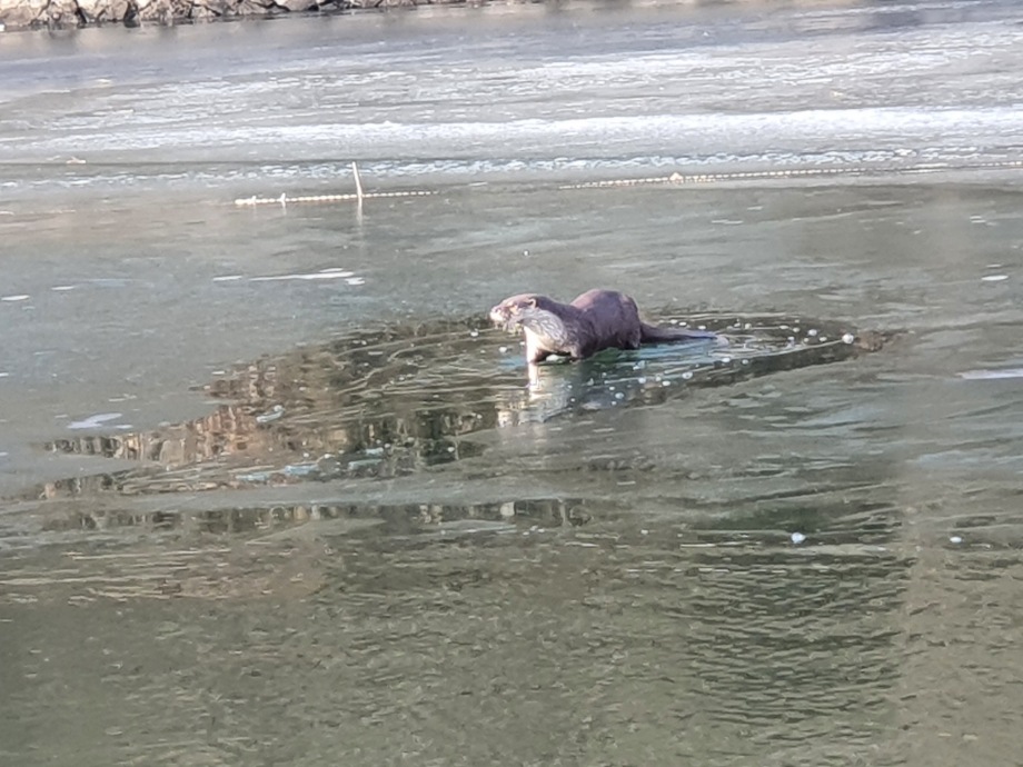 예산군, 예당호에 천연기념물 ‘수달’이 살고 있어요! 이미지
