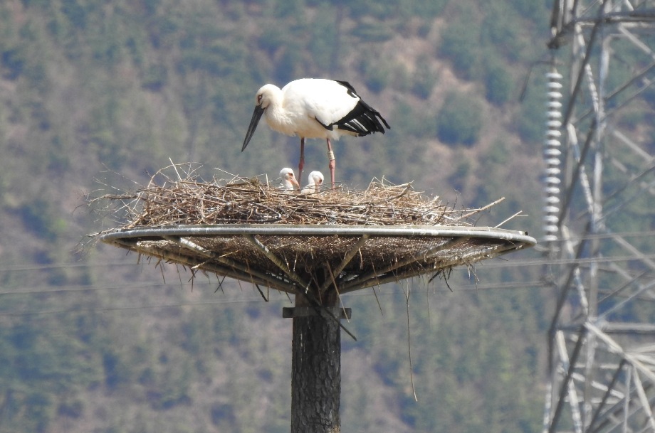 예산군 황새, 대술면 옛 황새 번식지에 둥지 틀다! 이미지
