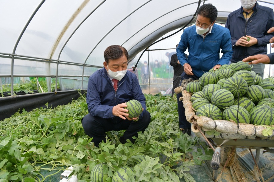 예산군, 미니수박(애플수박) 첫 출하 시작! 이미지