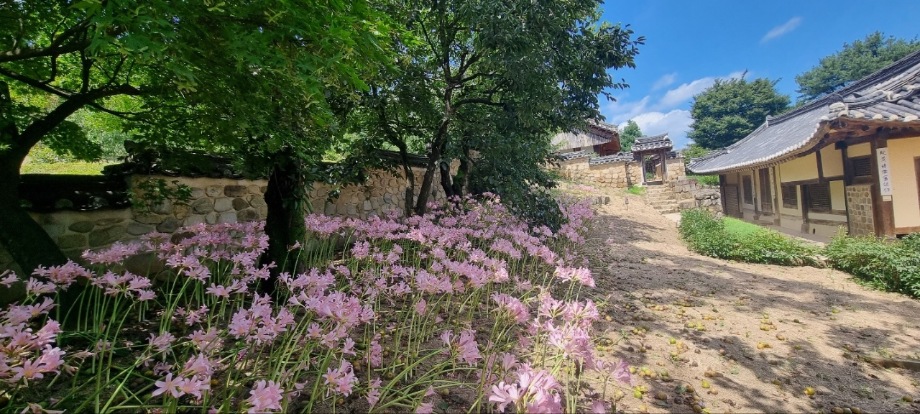 예산군 추사고택, “만개한 상사화 보러오세요!” 이미지