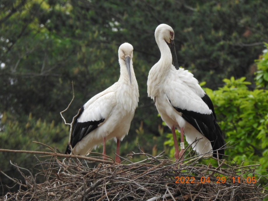 예산군, 2022년 천연기념물 황새 전국 모니터링 성료! 이미지
