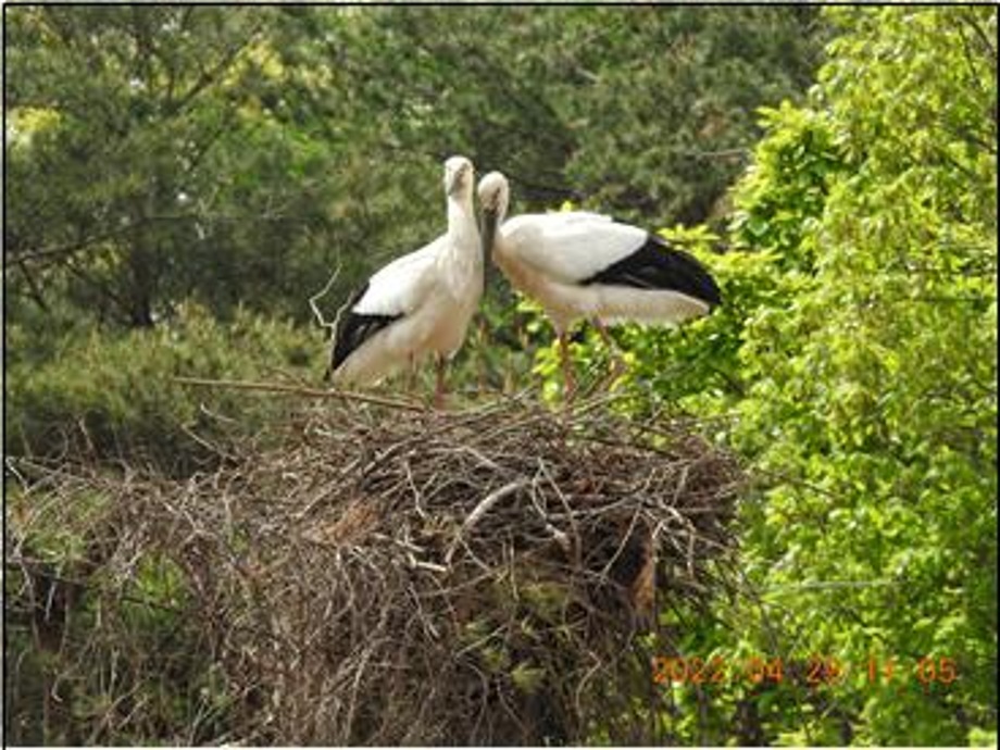 예산군, 방사 황새 유전적 다양성 증진 위해 고군분투! 이미지