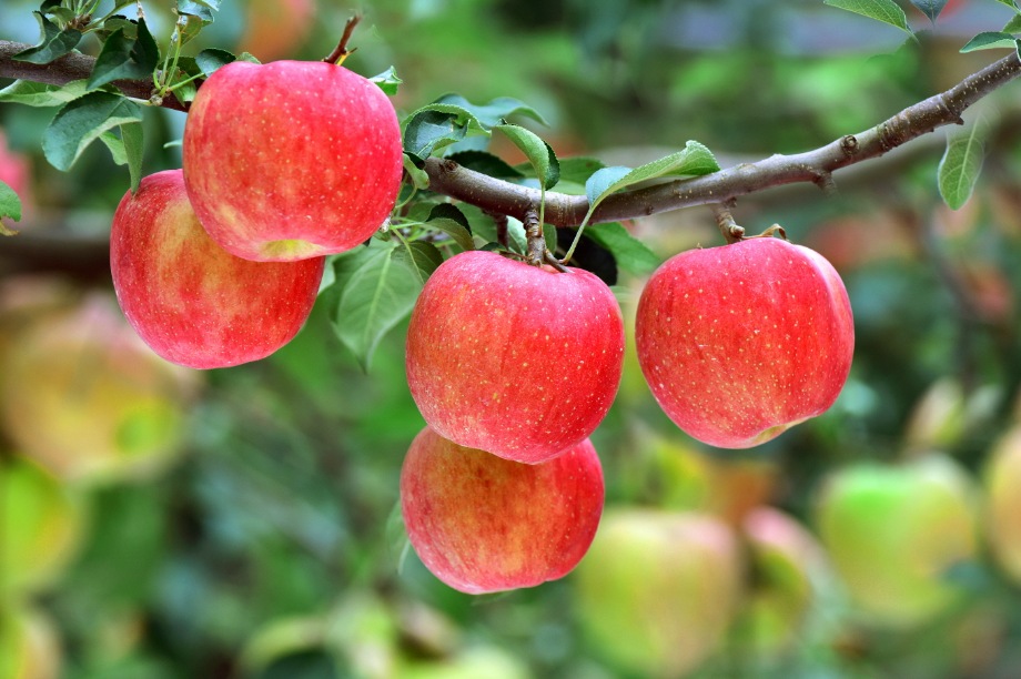 예산군, 사과 재배 100주년 맞아 ‘명품사과’ 도약 원년 삼는다! 이미지
