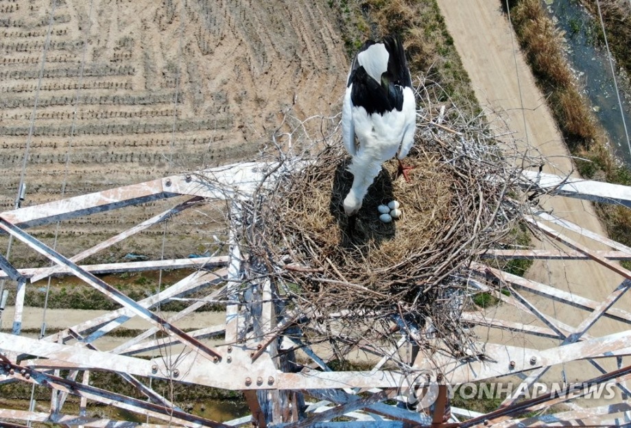 [연합뉴스] 태안 송전탑에 둥지 틀고 알 낳은 황새 이미지