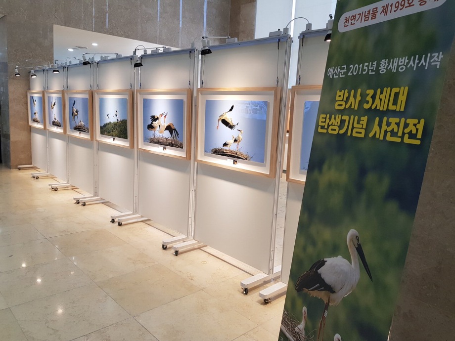 [중부매일] 예산군, 천연기념물 황새 사진전 개최 이미지