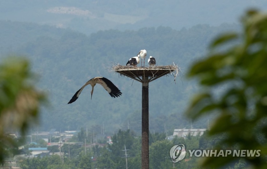 [연합뉴스] 예산 황새 올해도 번식 성공 이미지