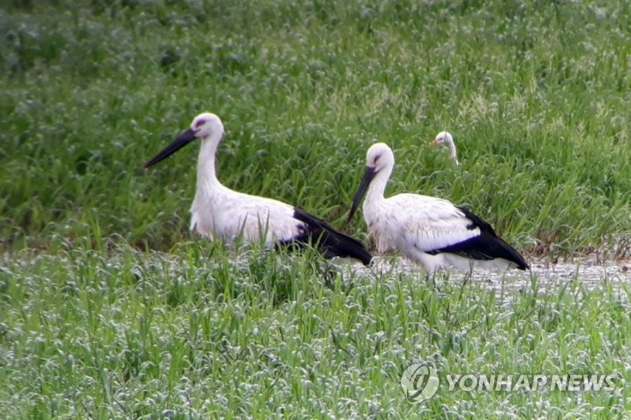 [연합뉴스] 서천 동부저수지서 먹이 찾는 황새 이미지
