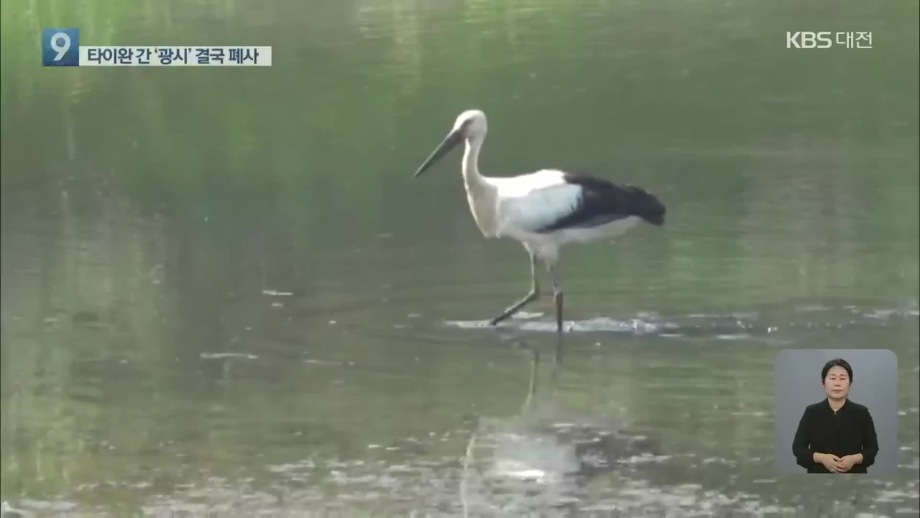 [KBS 뉴스] 타이완까지 1,100km 날아간 황새 ‘광시’ 죽은 채 발견 이미지