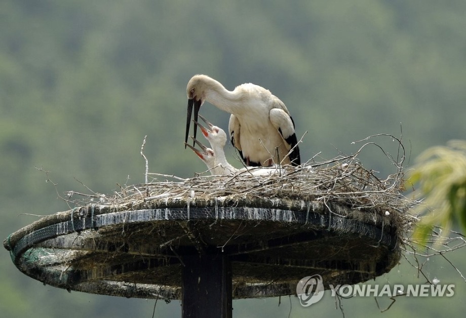 [연합뉴스] 예산황새공원·예당호 출렁다리 "한국관광 100선"에 포함 이미지