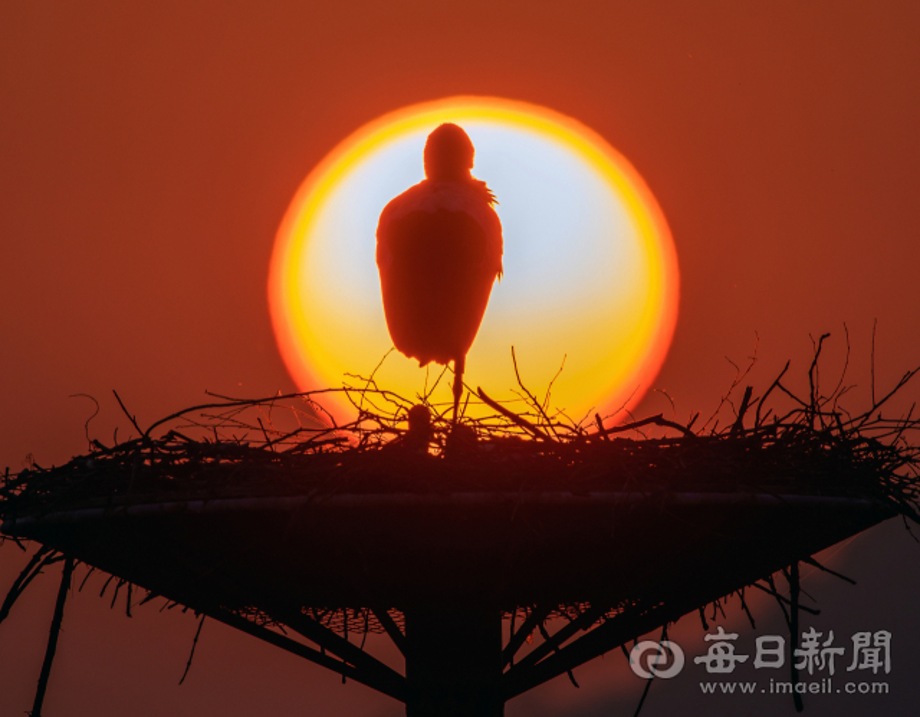 [매일신문] [김태형의 시시각각] ㊻ 멸종 50년, 돌아온 황새 이미지
