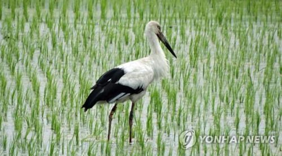 [연합뉴스] 김해 봉하뜰에 황새 날아오른다…암수 두마리 곧 둥지 이미지