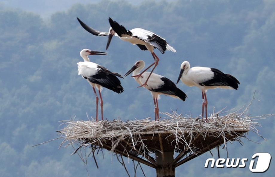 [news1] 천연기념물 황새 형제들의 놀이시간 이미지