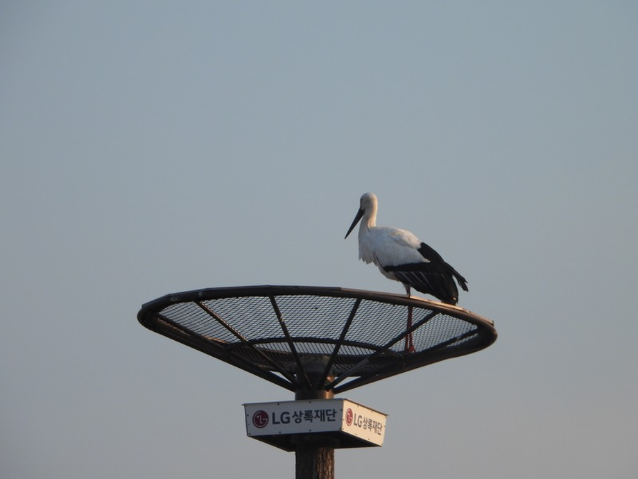 [2021.01.06] 충청남도 예산군에서 관찰된 황새입니다. 이미지