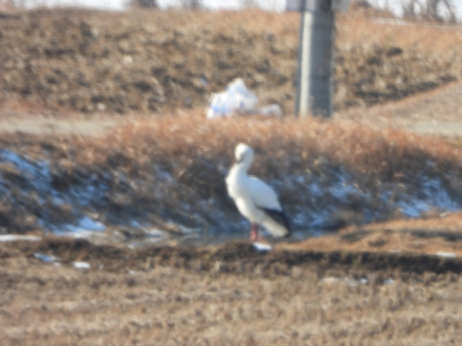 [2021.01.06] 충청남도 예산군에서 관찰된 황새입니다. 이미지