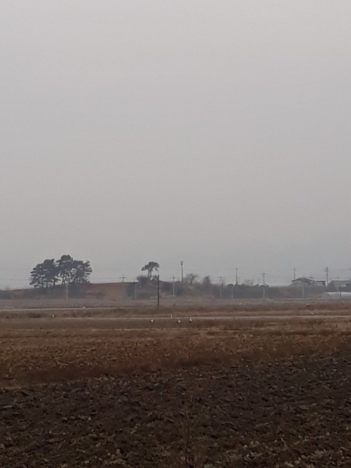 [2020.12.29] 전라북도 고창군에서 관찰된 황새입니다. 이미지