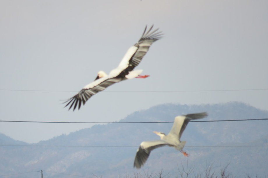 [2020.12.30] 전라북도 전주시에서 관찰된 황새입니다. 이미지