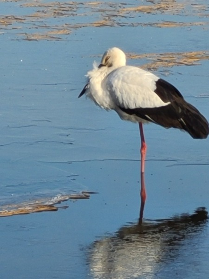 [2020.12.30] 경기도 김포시에서 관찰된 황새입니다. 이미지