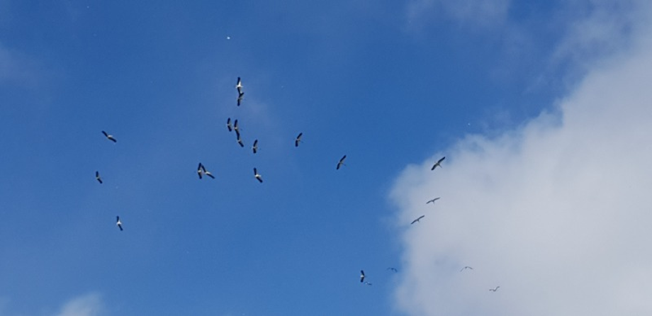 [2020.12.30] 전라남도 장흥군에서 관찰된 황새입니다. 이미지