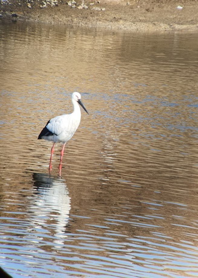 [2020.12.31] 전라북도 전주시에서 관찰된 황새입니다. 이미지