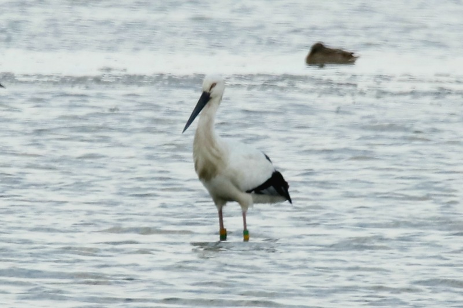 [2021.01.01] 전라북도 고창군에서 관찰된 황새입니다. 이미지