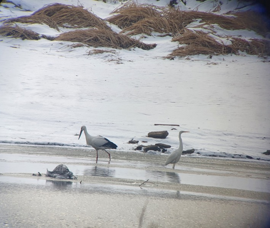 [2021.01.01] 전라북도 익산시에서 관찰된 황새입니다. 이미지