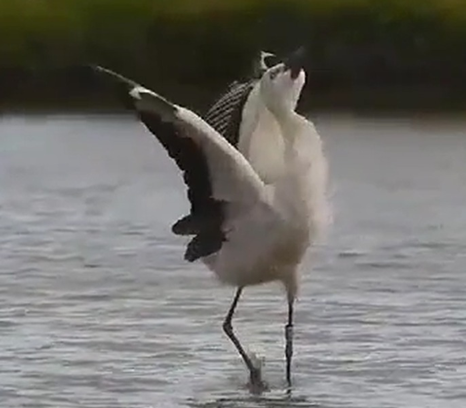 [2021.01.04] 대만 Qingshui에서 관찰된 황새입니다. 이미지