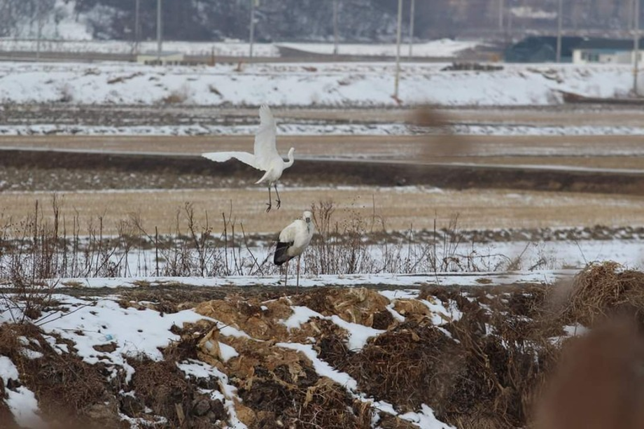 [2021.01.05] 충청남도 서천군에서 관찰된 황새입니다. 이미지