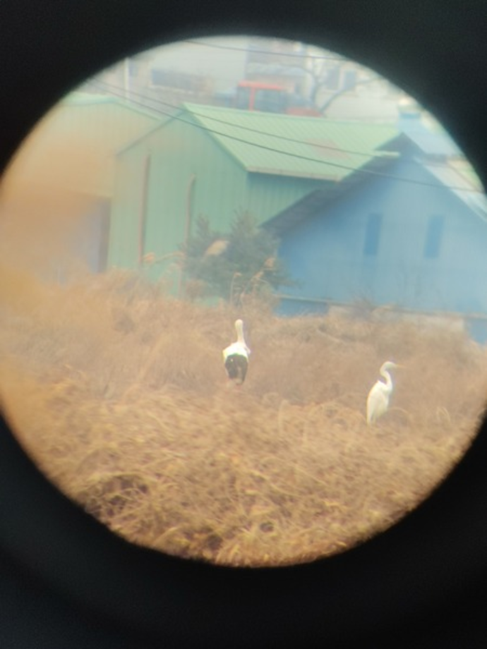 [2021.01.05] 전라남도 장흥군에서 관찰된 황새입니다. 이미지