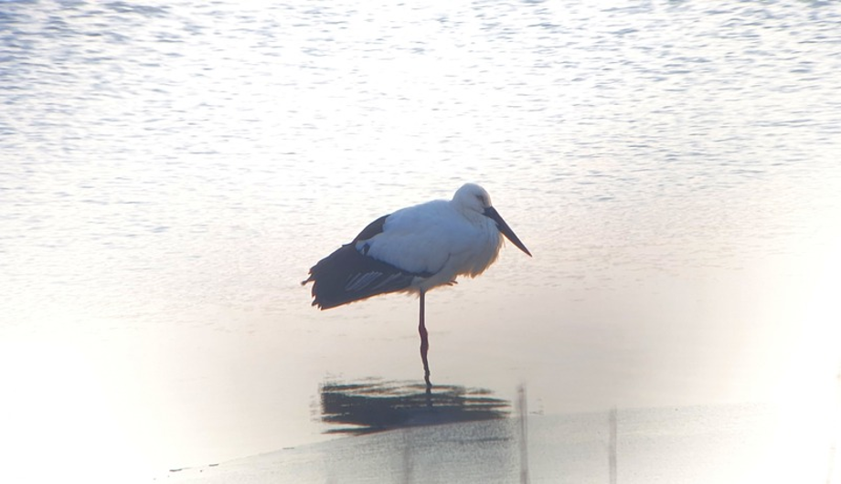 [2021.01.05] 전라북도 전주시에서 관찰된 황새입니다. 이미지