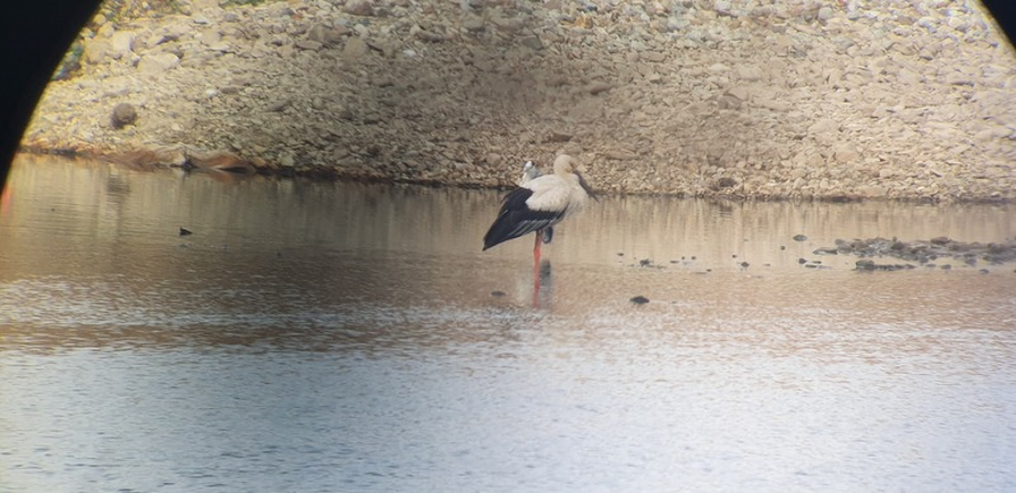 [2021.01.05] 전라북도 완주군에서 관찰된 황새입니다. 이미지