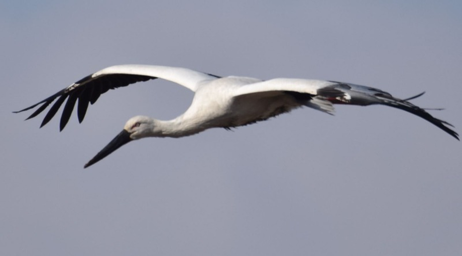[2021.01.06] 전라남도 해남군에서 관찰된 황새입니다. 이미지