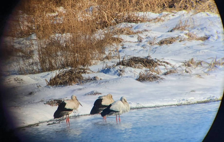 [2021.01.08] 전라북도 익산시에서 관찰된 황새입니다. 이미지