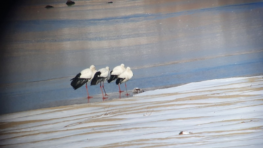 [2021.01.08] 전라북도 전주시에서 관찰된 황새입니다. 이미지