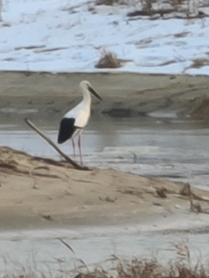 [2021.01.13] 충청남도 태안군에서 관찰된 황새입니다. 이미지