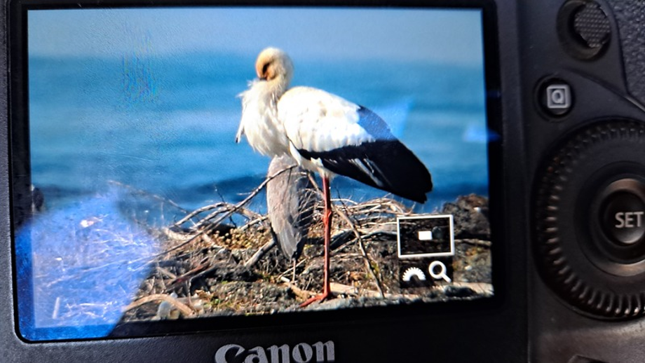 [2021.01.14] 제주특별자치도 제주시에서 관찰된 황새입니다. 이미지