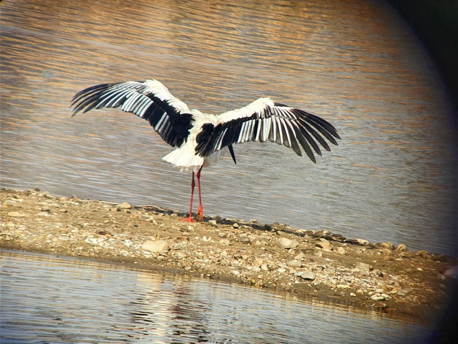 [2021.01.14] 전라북도 완주군에서 관찰된 황새입니다. 이미지