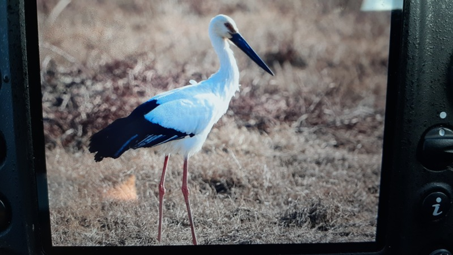 [2021.01.15] 제주특별자치도 제주시에서 관찰된 황새입니다. 이미지