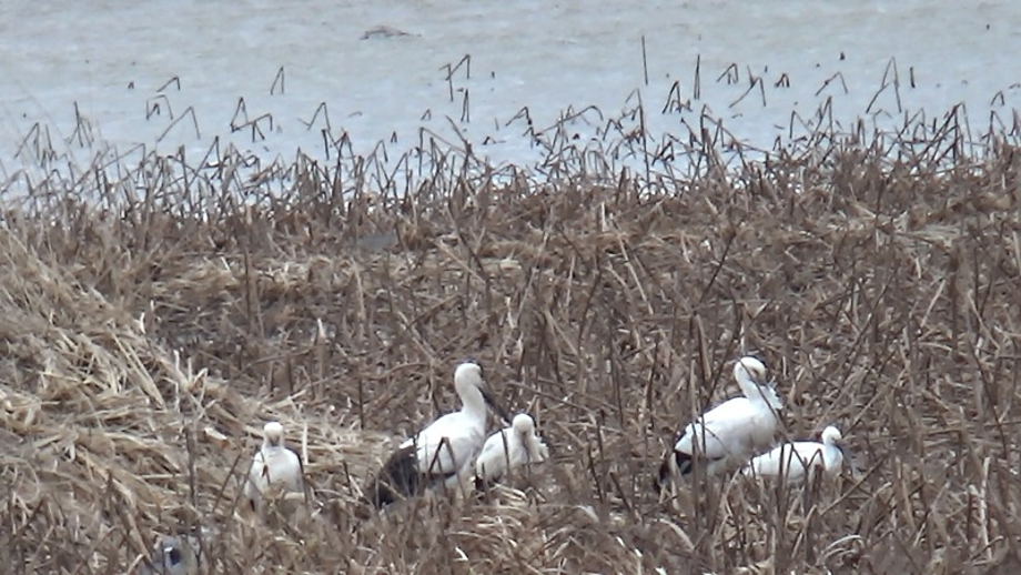 [2021.01.16] 전라북도 고창군에서 관찰된 황새입니다. 이미지